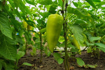 Sweet pepper growing in the vegetable garden. Unripe bell pepper in the garden. Ripening bell peppers in a greenhouse, close-up. Peppers closeup.