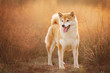 Beautiful and happyRed Shiba inu dog standing in the field in summer at sunset