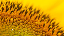 The Spiral Part Of The Center Of A Sunflower Flower Close-up