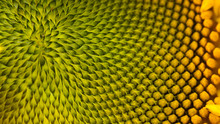 The Spiral Part Of The Center Of A Sunflower Flower Close-up
