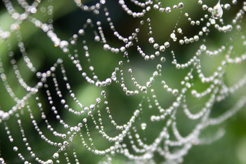  Drops of dew on the threads of a web in the light of the morning sun