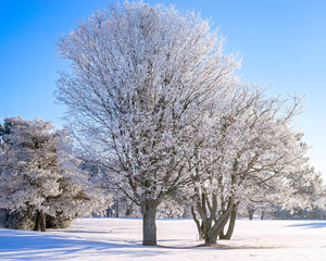 Wall Mural - Frost covered trees in the landscape.