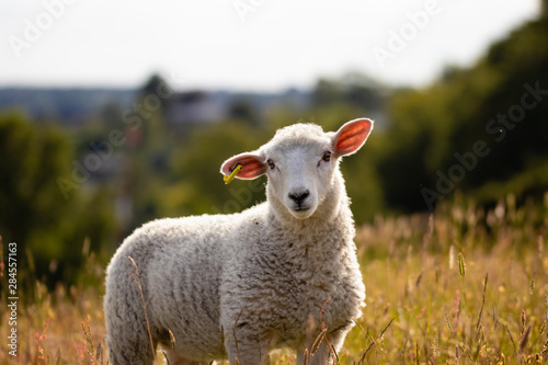 Fotografía A yong sheep in the sunset