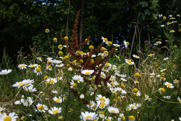 Field daisies in Moscow in the summer