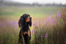 Profile Portrait Of Black And Tan Setter Gordon Dog Sitting In The Field In Summer