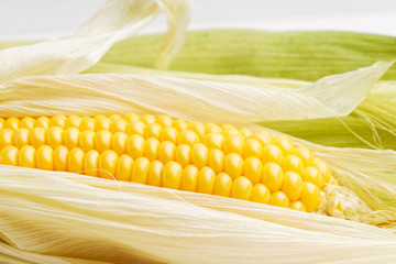 Closeup ripe ears of corn. Shallow focus.