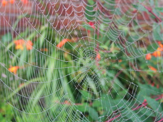 spider web with water drops