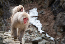 Mother Snow Monkey Carrying Baby Monkey On Her Back Walking Along The Hot Spring In The Snow Monkey Park Nagano