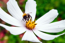 Bumblebee Collects Pollen On A White Flower Of The Cosmos.