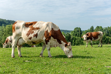 Sticker - Vache montbéliarde dans le Jura