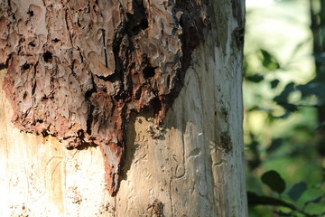 Tree bark under the sun light on summer