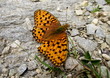 Fritillary marbled butterfly (Brenthis daphne) resting on stony ground  