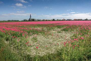 Wall Mural - a large field with poppy with a church in the background