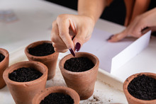Woman Puts Little Cactus Seed From Fingers To A Terracotta Flower Pot On The Desk. Process Of Sowing Cacti Plant From Seeds In Flower Nursery. Close Up, Selective Focus