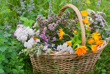 Basket Of Medicinal Herbs On Grass