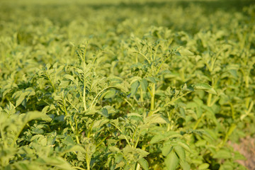 Sticker - Close-up photo of potato plants in farm field against an evening sunlight