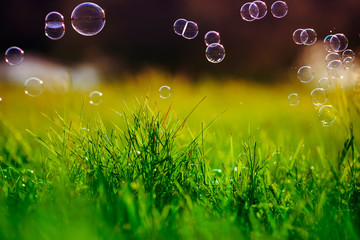 beautiful festive colorful, soap bubbles fly and shimmer over the green grass in the summer fairy meadow