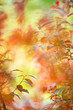 © ekim - Huckleberry leaves in autumn colours