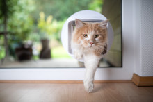 Front View Of A Young White Ginger Maine Coon Cat Coming Home From Outdoors Passing Through Cat Flap In Window