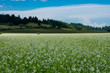 A field of white blossoms, farmed for radish seed, is backed by dark green hills and blue sky and white clouds.