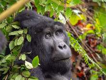 Silver Back Gorilla In Natural Habitat In Uganda. 
