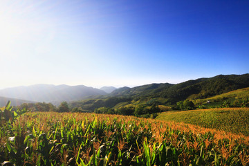 Landscape Corn farm and Mexican sunflower field with blue sky on the mountain, Thailand