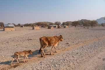 skinny cow and calf walking by a village in namibia