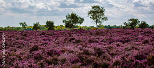 Cuadros en Lienzo The Purple Heather on Dunwich Heath Suffolk UK