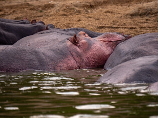 Hippopotamus in natural habitat, East Africa 