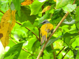 Grey-bellied Bulbul