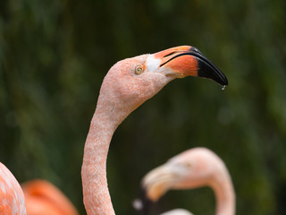 Poster - Flamant rose