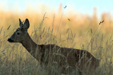 Fototapeta Konie - Roe buck walking hidden in the high grass close up