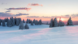 Fototapeta  - Sonnenuntergang über verschneiten Tannen