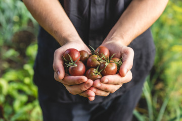 Farmer holding fresh tomatoes cherry in hands on farm. Healthy organic food. vegetables from the garden