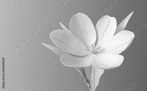 Dekoracja na wymiar  bialy-syntetyczny-kwiat-tulipana-na-gradientowym-tle