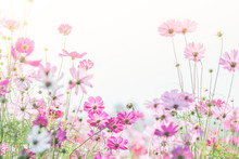 Soft, Selective Focus Of Cosmos, Blurry Flower For Background, Colorful Plants