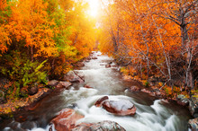 Yellow Autumn Forest And River At Sunset. Altai Mountains, Siberia, Russia. Long Exposure Shoot