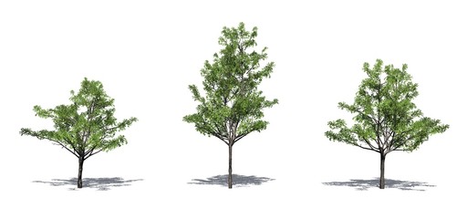 Set of Japanese Maple trees in the summer with shadow on the floor - isolated on white background