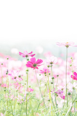 Soft, selective focus of Cosmos, blurry flower for background, colorful plants