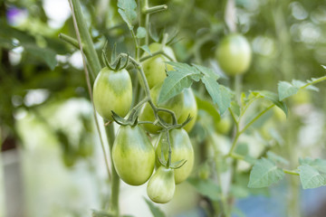 Ripening greenhouse harvest in the country