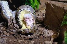 Reticulated Python In Action During A Meal