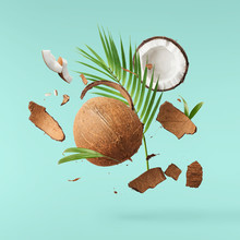 Flying In Air Fresh Ripe Whole And Cracked Coconut With Palm Leave
