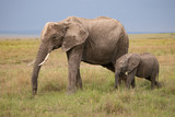Fototapeta Natura - side view of mother and baby elephant