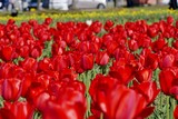 Fototapeta Tulipany - 《ブルーメッセ秋田のチューリップ》秋田県潟上市