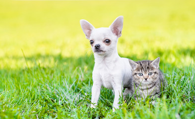 Poster - Portrait of a chihuahua puppy and a kitten on green summer grass. Empty space for text