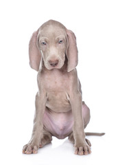 Canvas Print - Weimaraner puppy sitting in front view and looking down. isolated on white background