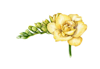 Watercolor illustration of yellow freesia. Hand painted botanical flower with green buds in the full bloom. Isolated on white background