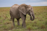 Fototapeta Sawanna - African elephant in kenya