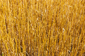 Agriculture - Ripe Wheat Field