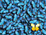 Fototapeta  - Butterfly background.